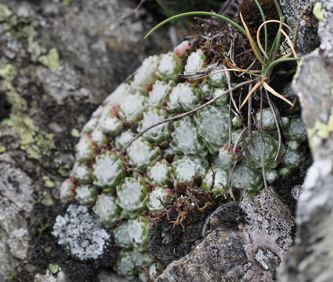 Houseleek, Cobweb leaf